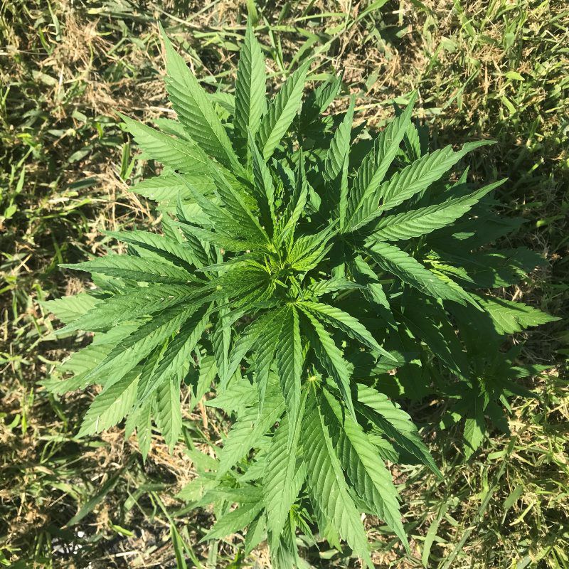 Hemp Brings People Together Through Joint Ventures and Accidental Pollination